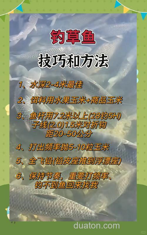 秋季钓草鱼的三大技巧