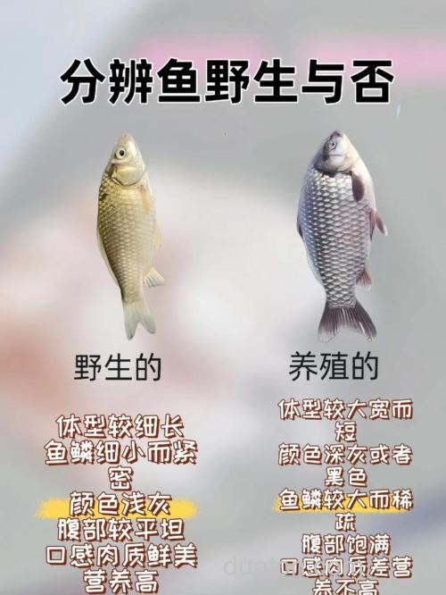 鲫鱼是不是冷血动物?