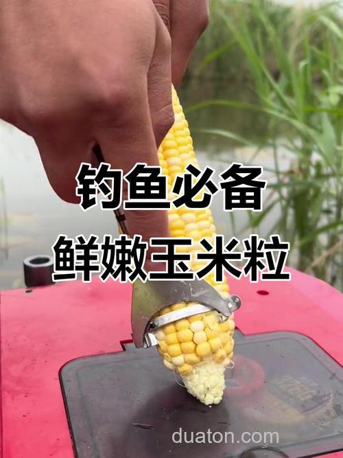 钓草鱼用什么玉米粒