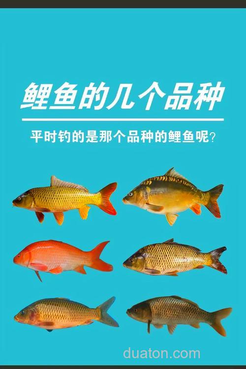本人非常喜欢鲤鱼,又特别喜欢钓鱼,请问五谷杂粮鲤鱼比较喜欢吃哪个? 或者别的,谢谢!
