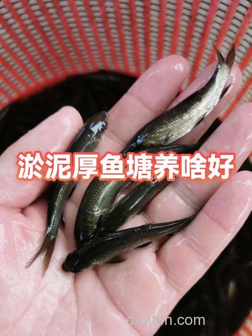 钓鲤鱼淤泥很厚怎么办?