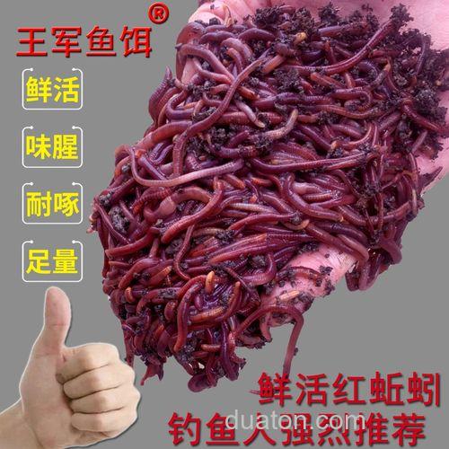 钓黄鳝用什么饵料,能用蚯蚓吗