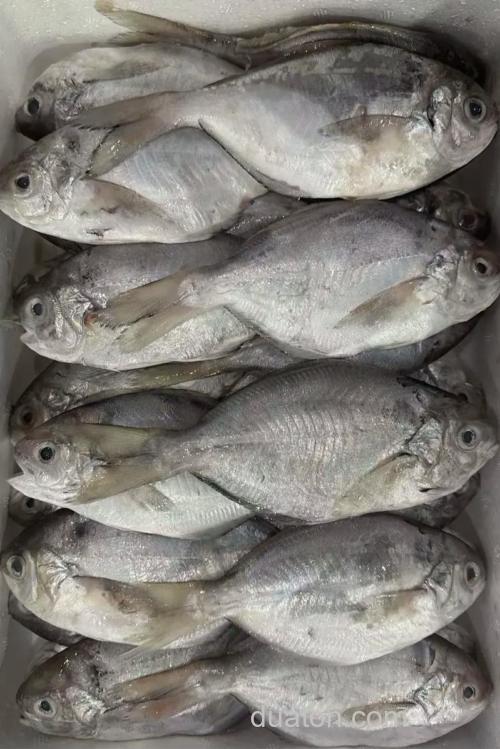 猪肉能钓什么海鱼?