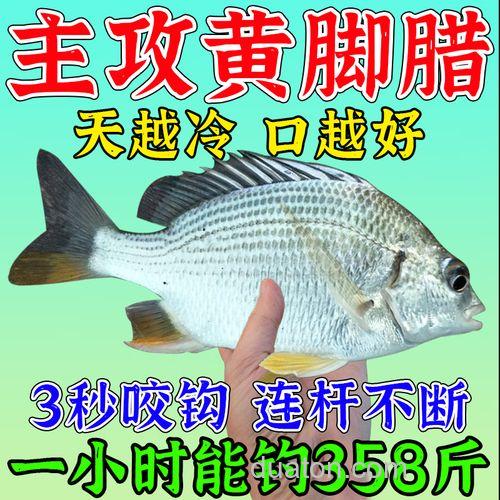 请教一下钓黄脚腊饵料?
