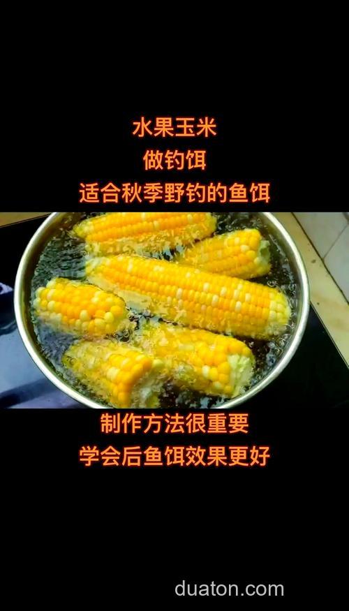 秋季怎么用玉米做饵料