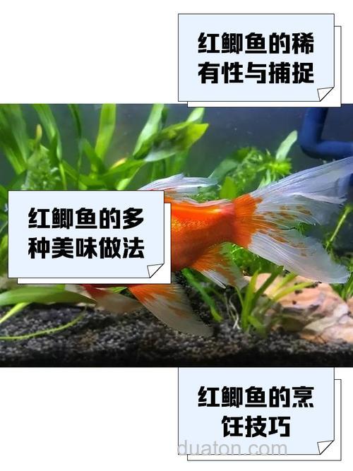 麝香红鲫适合什么季节？