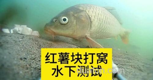 番薯钓鲤鱼方法 怎么钓鱼更加容易
