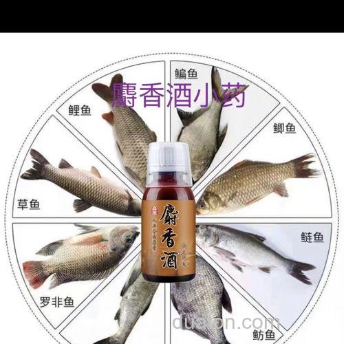什么曲酒泡米钓鱼打窝好?