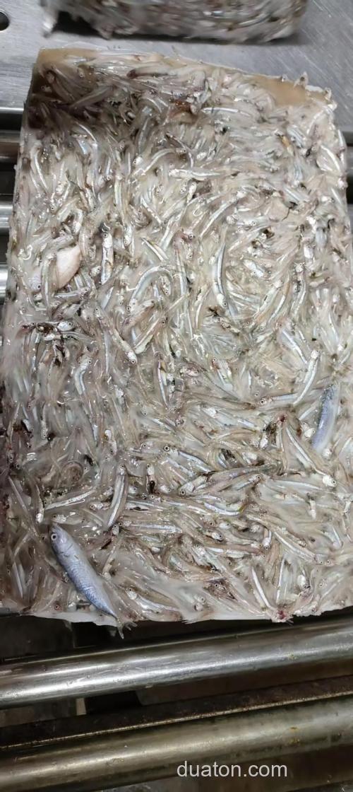 钓鱼小白鱼用什么食?