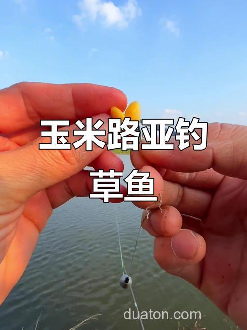 用玉米钓草鱼效果怎么样,怎么钓