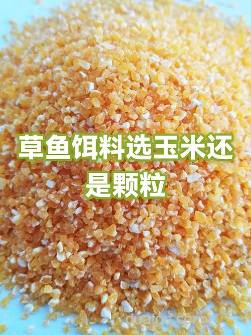 冬天钓草鱼用玉米好还是饵料好