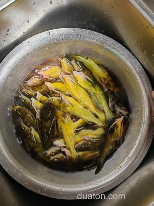 黄颡鱼饵料可以加白酒吗?