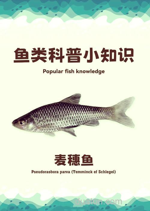 麦穗鱼和鲤鱼区别?
