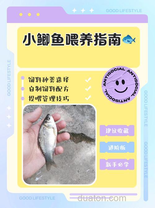 小池塘养鲫鱼的方法?