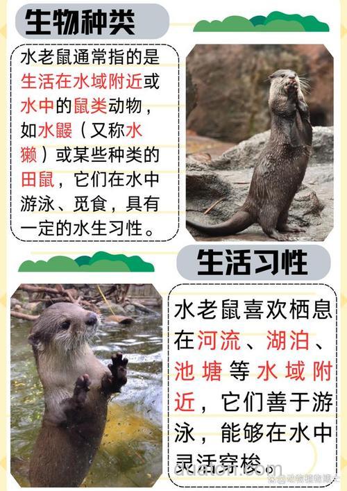 水鼠的习性?