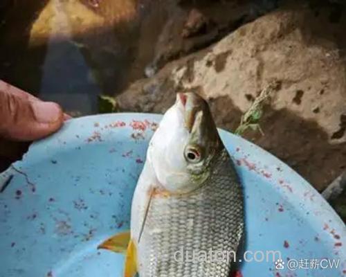 玉米面加花椒油钓什么鱼?