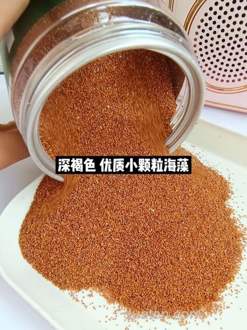 用海藻颗粒怎样开鱼饵?