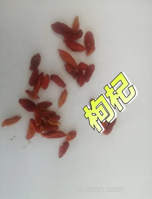 枸杞钓鱼的最佳方法是什么?
