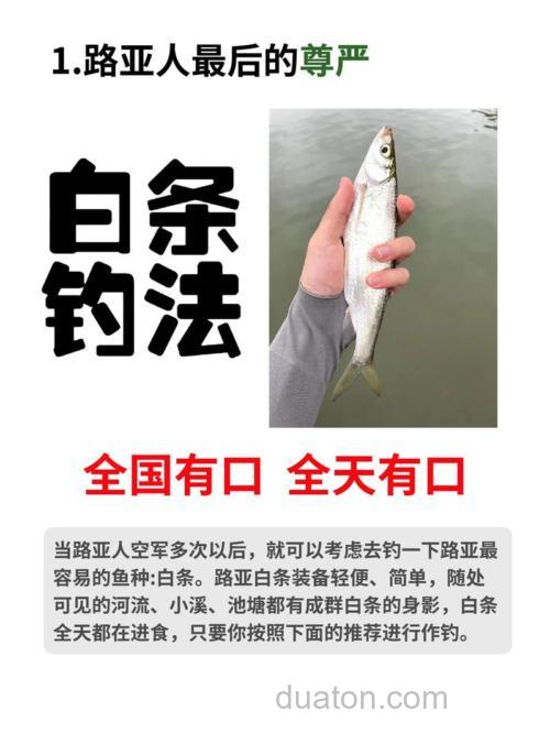 台钓白条鱼的钓具、饵料、钓位及手法全解析实用经验分享