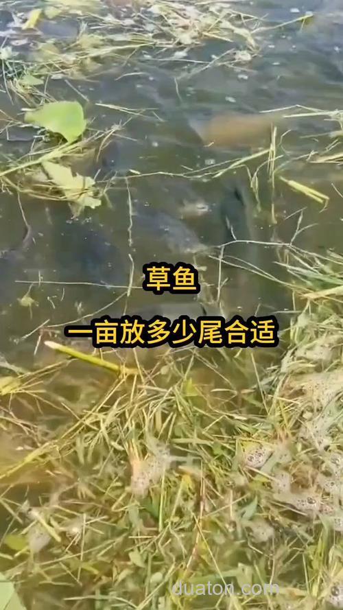 1亩水塘可以放多少尾草鱼寸片?