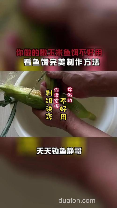 新鲜玉米如何做鱼饵