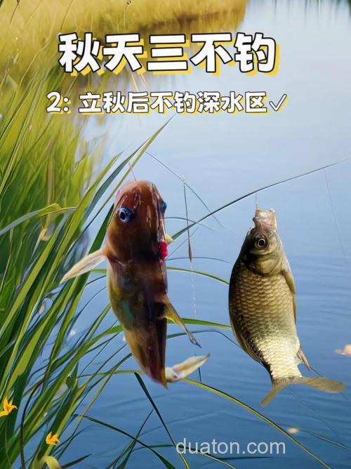 掌握这些技巧,让你秋季台钓黄金季收获满满