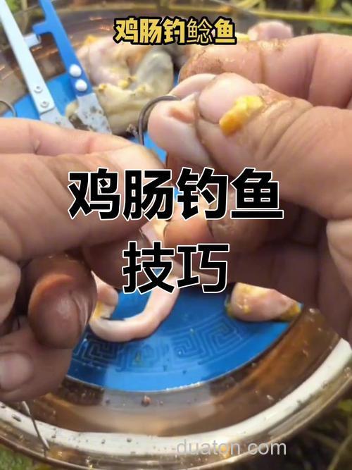 鱼肠能钓什么鱼?