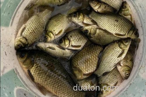 野坑夜钓草鱼、鲤鱼,什么鱼饵打窝最好?