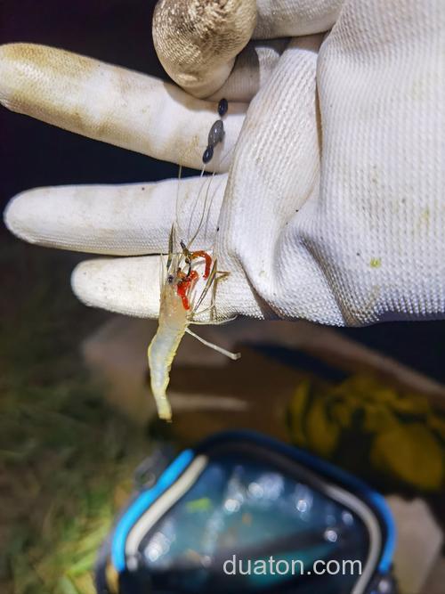 夏天晚上用小虾钓鲤鱼可以吗?