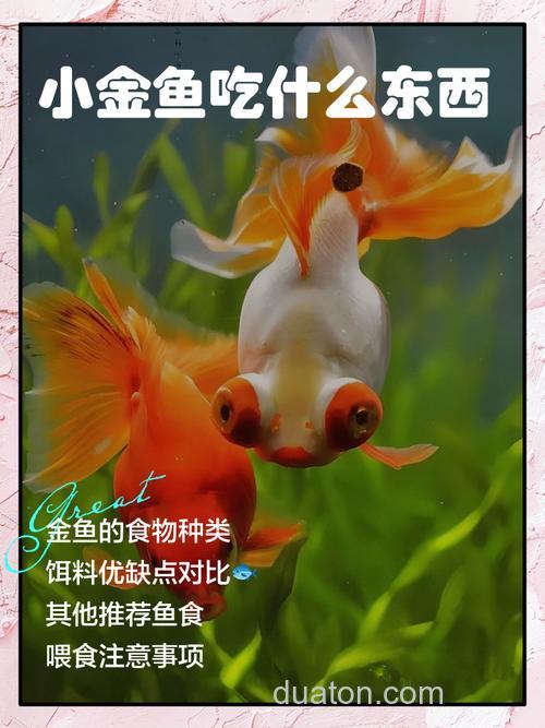 自制喂养金鱼的鱼食有哪几种？