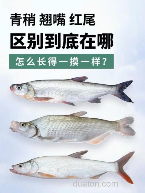 关于台钓红尾的技巧与钓位选择,你知多少?