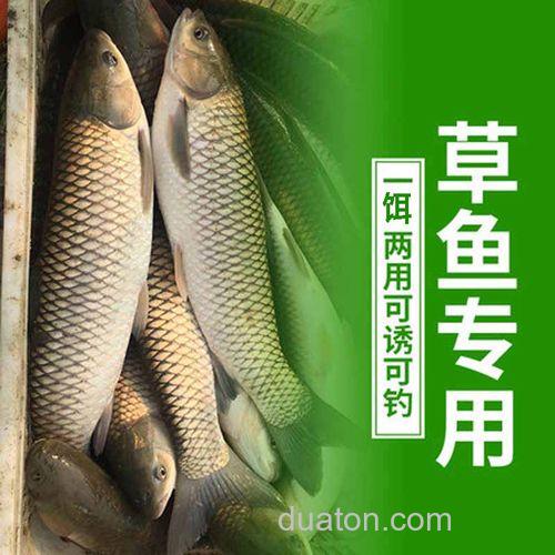用饵料钓草鱼为什么效果不如新鲜的玉米粒?