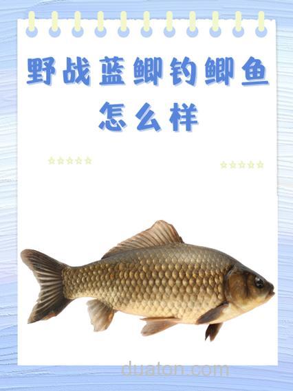 蓝鲫+九—八+玉米香精钓鲫鱼好吗