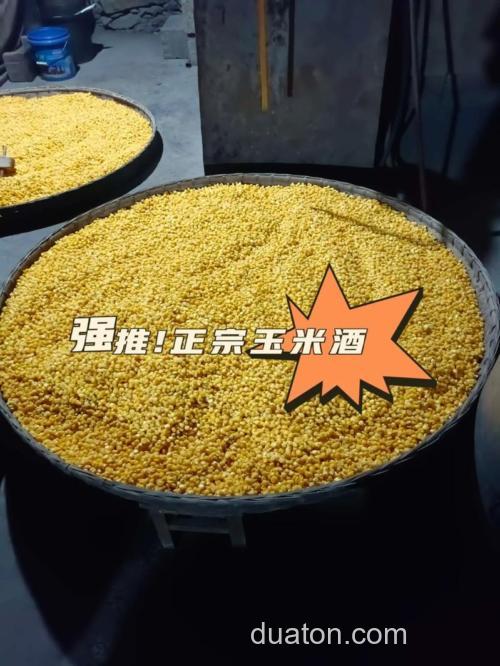 玉米窝料的酒曲可以用酵母代替吗?