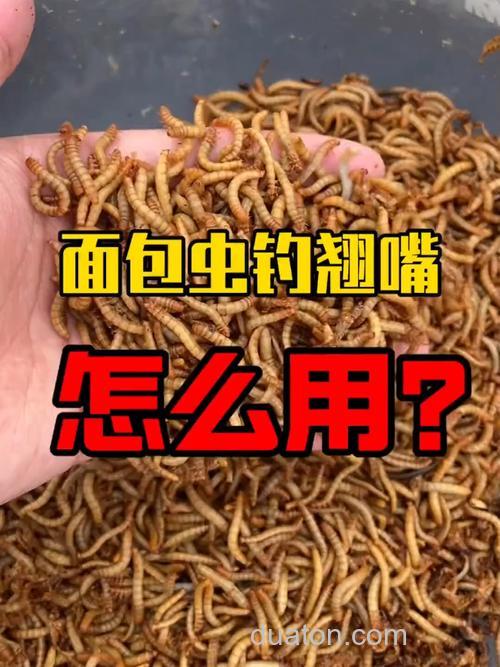面包虫和玉米虫哪个钓鱼好?