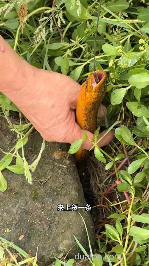 鱼塘钓鳝鱼的最佳方法?
