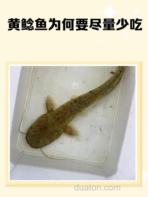 黄鲶怎么钓? 用猪肉可以吗?