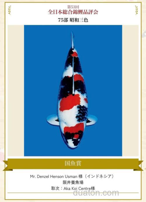 三色鲤怎么配制?