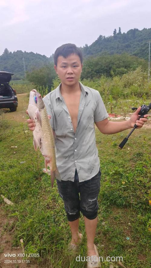 小麦钓鳊鱼效果怎样?