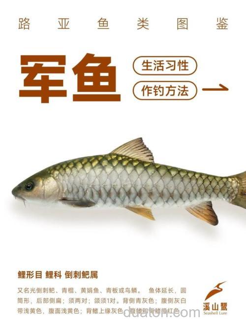 军鱼的习性及钓法介绍?