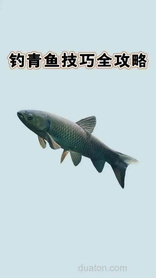 库钓青鱼必须掌握的六个技巧(下)