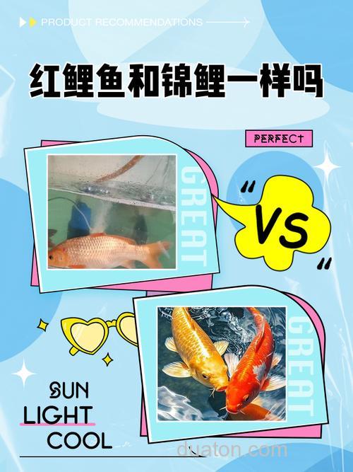 鲤鱼和锦鲤的区别是什么,能养在一起吗