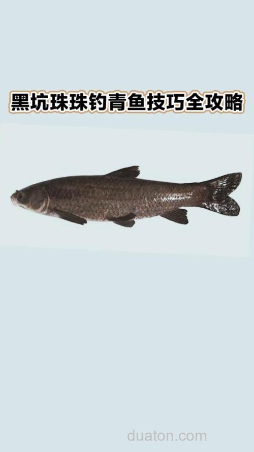 秋季钓青鱼的六个重要技巧(上)
