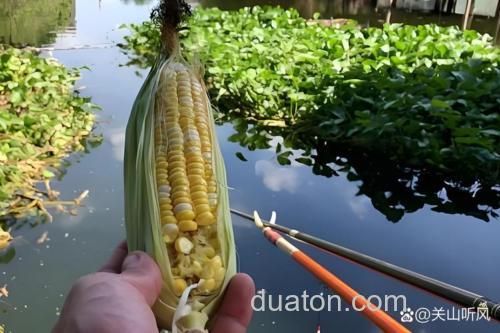走水玉米钓草鱼技巧?