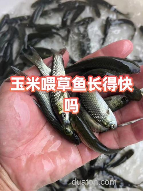 玉米喂草鱼效果如何?