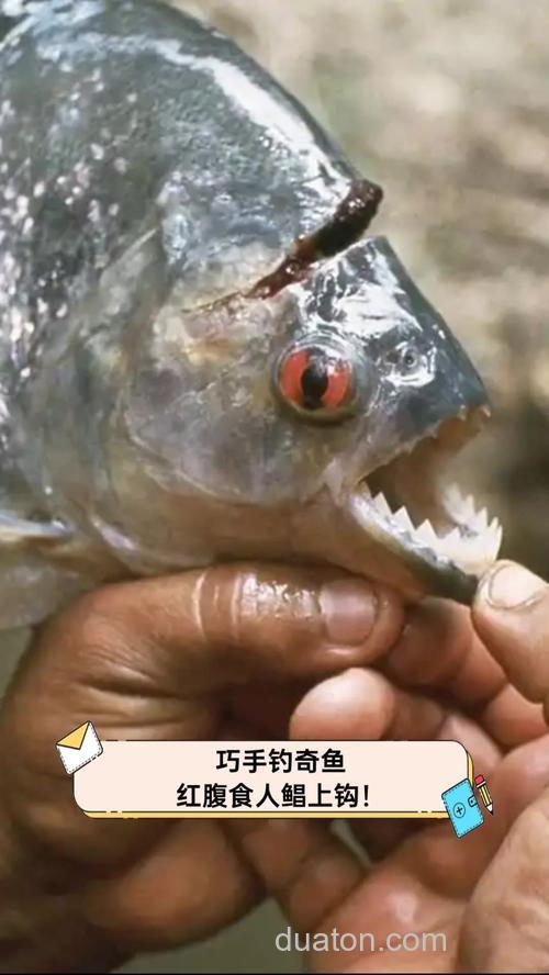 用什么铒钓红肚鲳鱼?