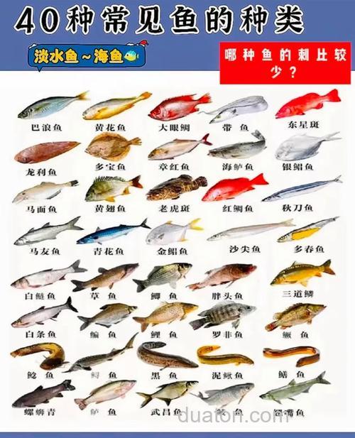 鱼都爱吃什么