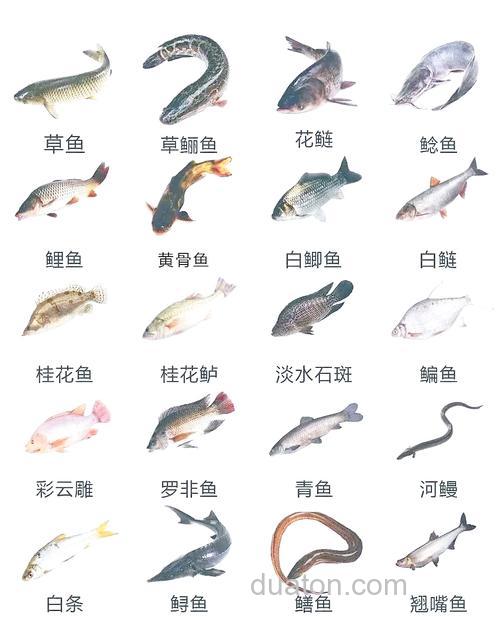 大宗淡水鱼常见的混养模式有哪些?