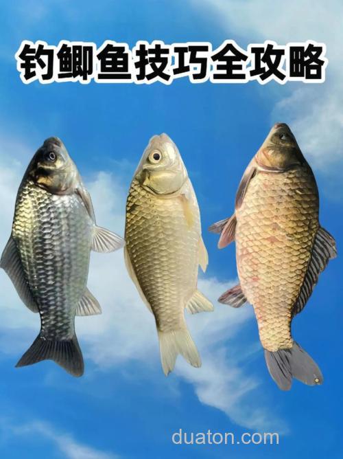 仲秋自然水域钓鲫鱼有技巧