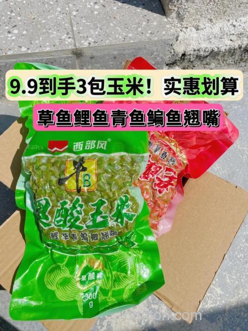 发酵玉米适合钓什么鱼